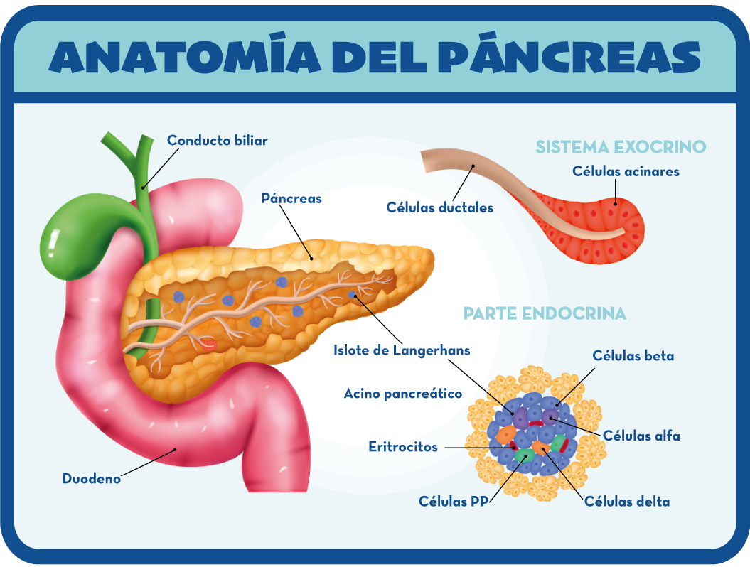 ANATOMÍA DEL PÁNCREAS